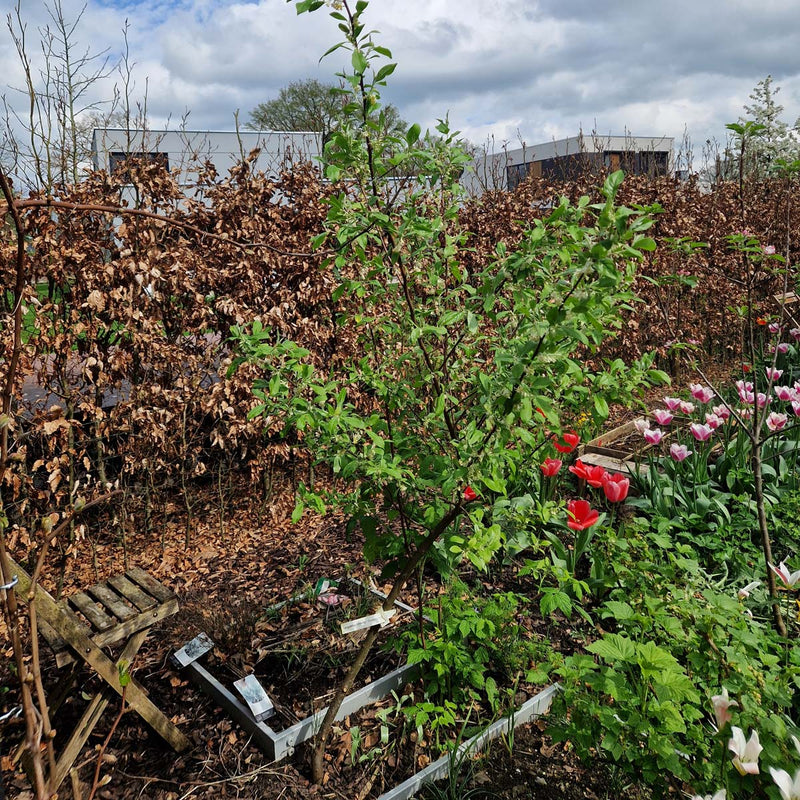 Langstelige Olijfwilg in de tuin