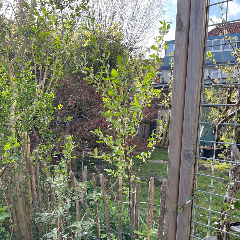 langstelige olijfwilg in bloei in de tuin