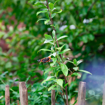 Langstelige Olijfwilg