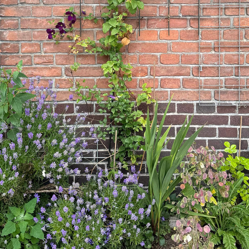 Lavendel hidcote in geveltuin