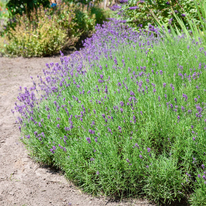 Lavendel hidcote in border