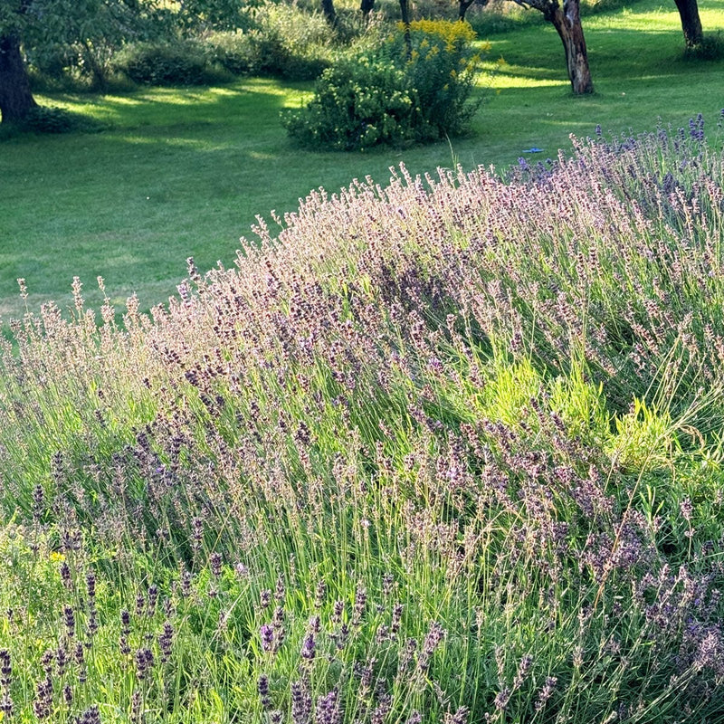 Lavendel in avondzon