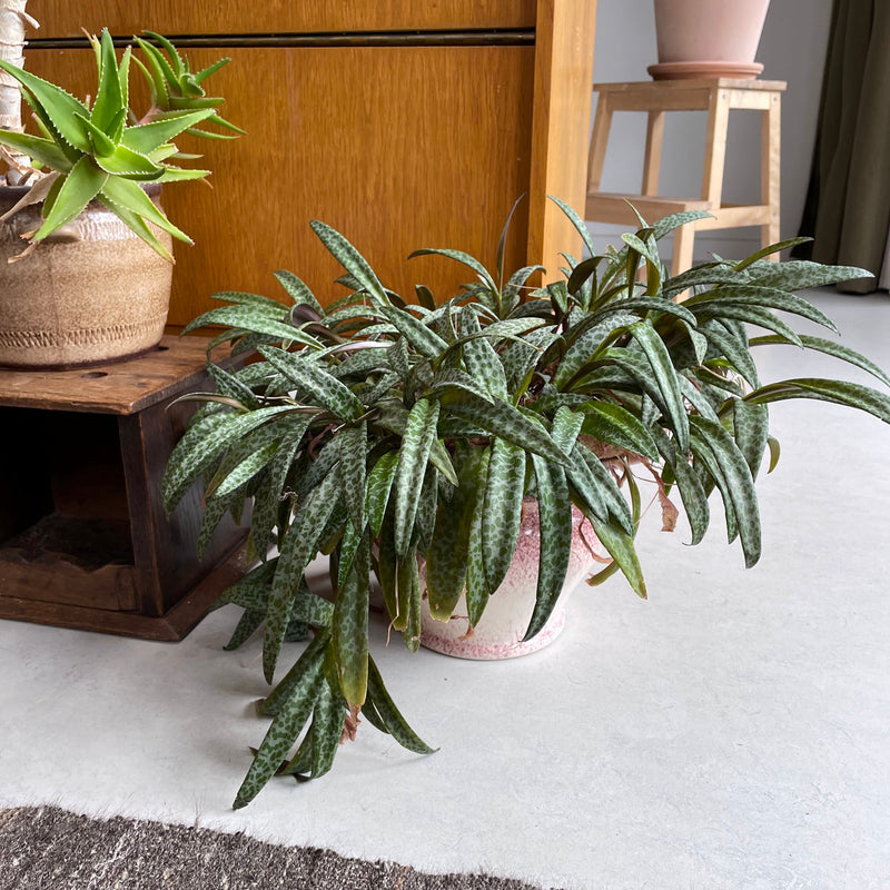 Ledebouria in pot op de grond in huiskamer