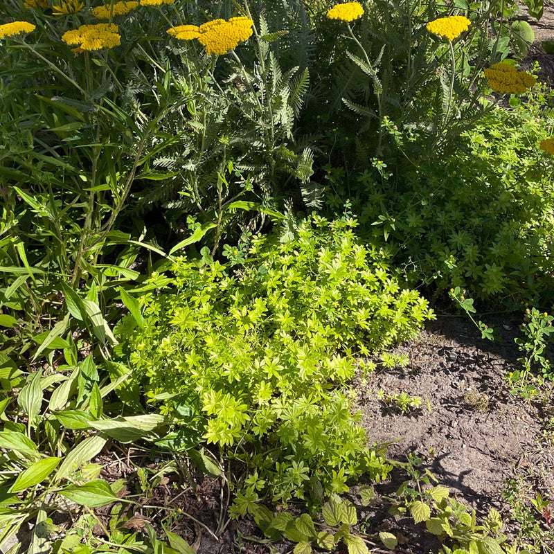 bodembedekker Lievevrouwebedstro galium odoratum in een border in een tuin