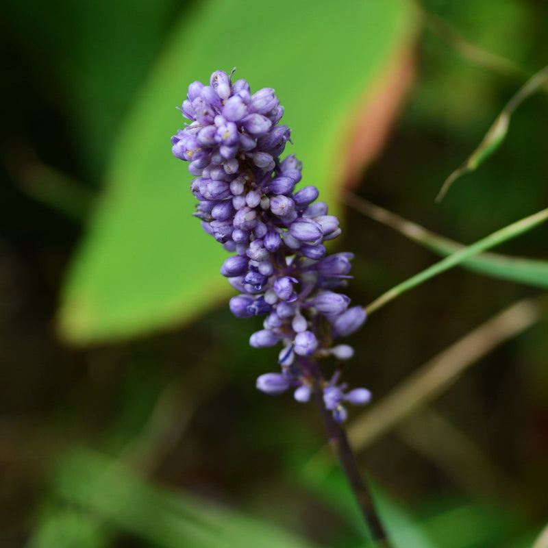 Duurzaam gekweekte biologische bloem van het leliegras