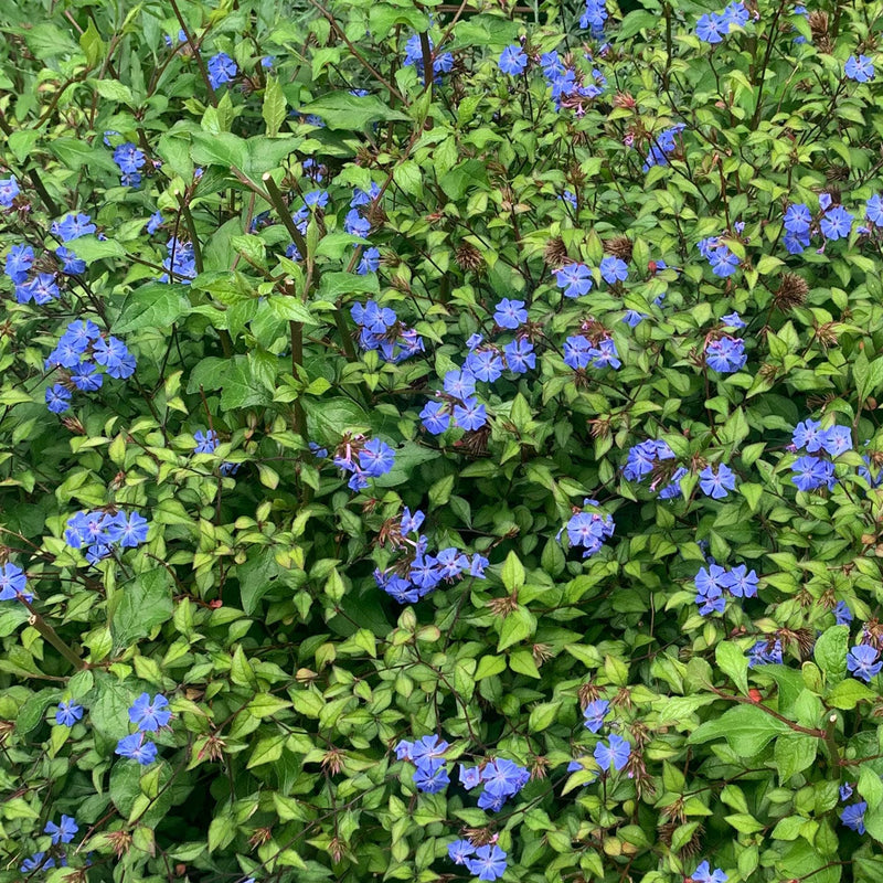 Biologische loodkruid in bloei met felblauwe bloemen