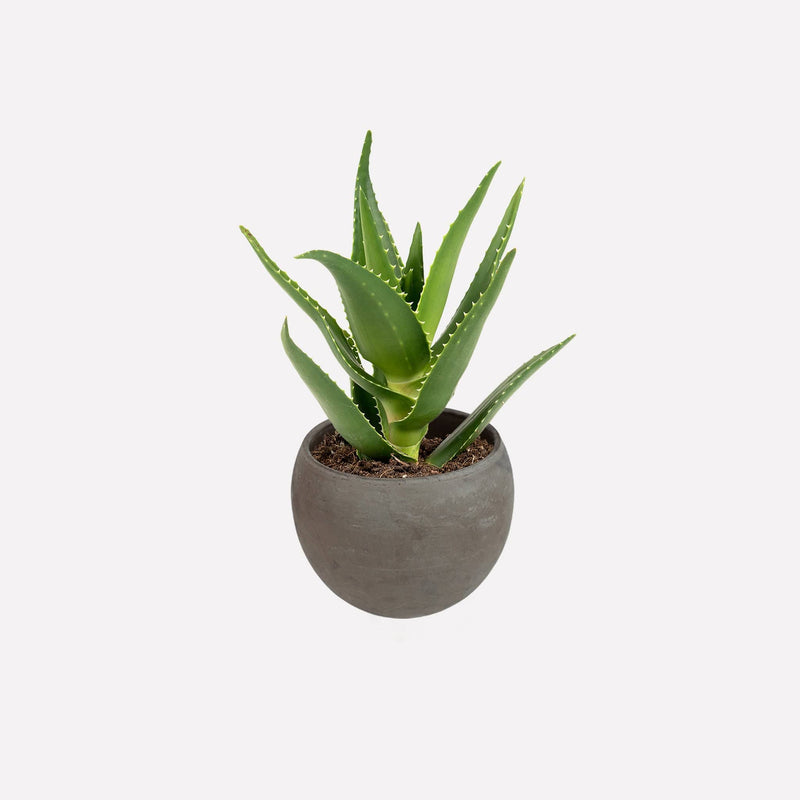 Maan grijs 13 Terracotta pot met Aloë Delaetii plant