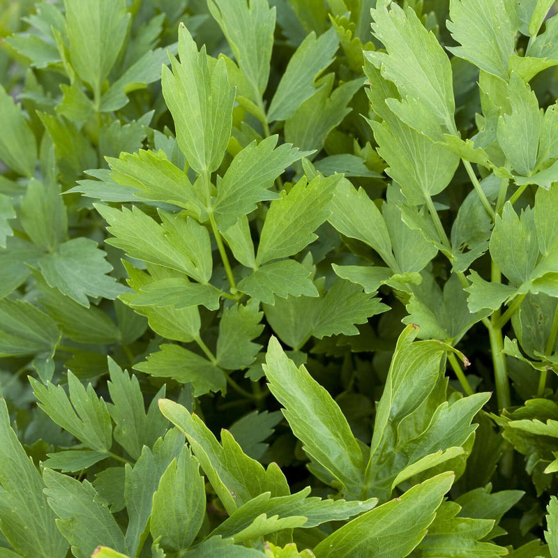 Biologische Lavas met groen blad
