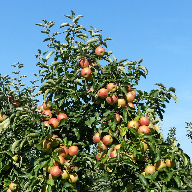 Heerlijke biologische Jonagold appels aan een boom. 