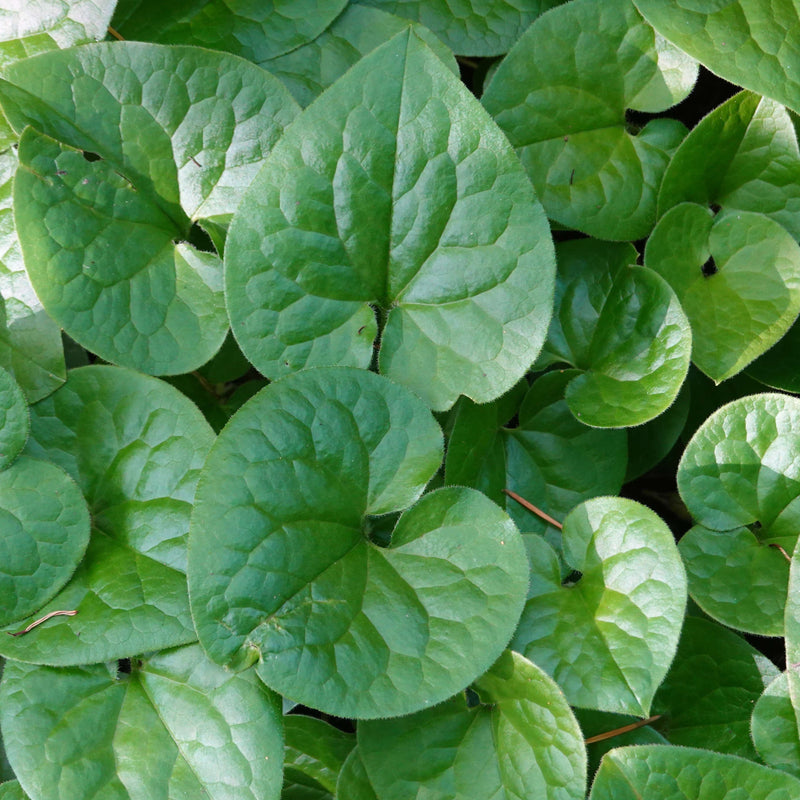 Biologische, wintergroene bodembedekker, asarum, met donkergroen blad. 