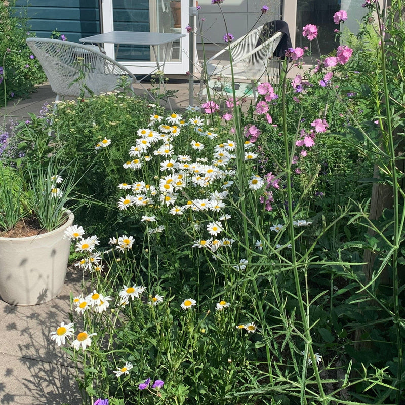 Margriet maikoningin met grote witte bloemen in de tuin. 