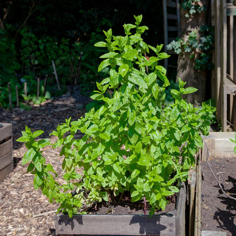 Marokkaanse munt in bak in moestuin