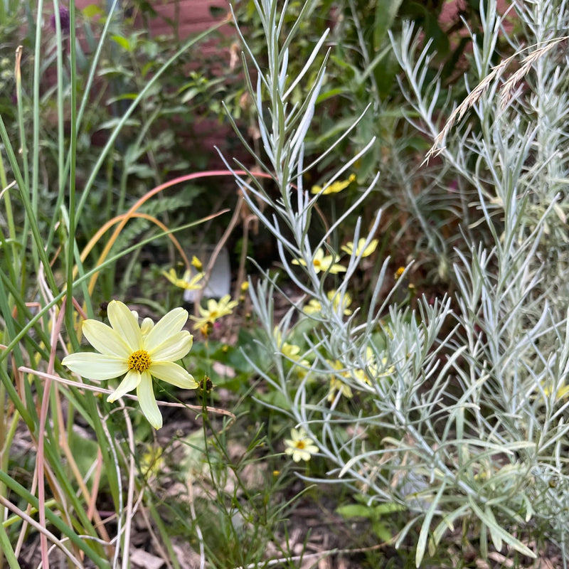 close up van een gele bloem in een tuin