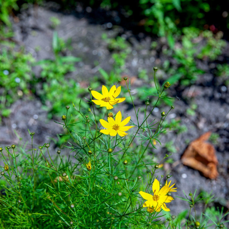 Meisjesogen zagreb close up bloem