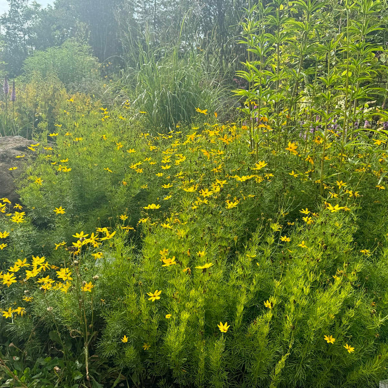 Meisjesogen Zagreb in grote tuin