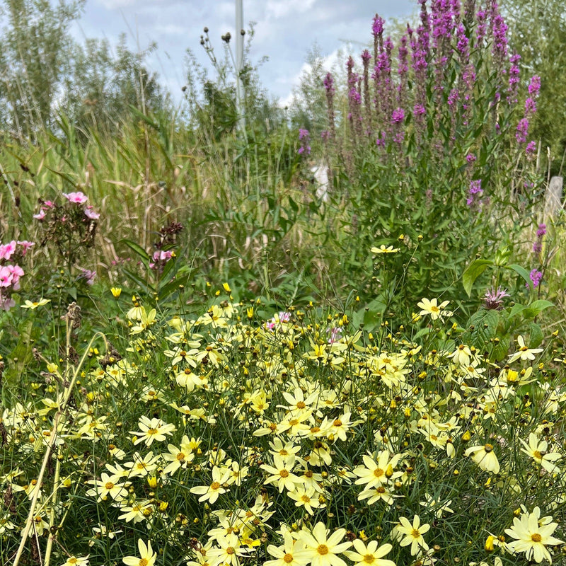 Coreopsis in gele kleur gecombineerd met kattenstaart en phlox. 