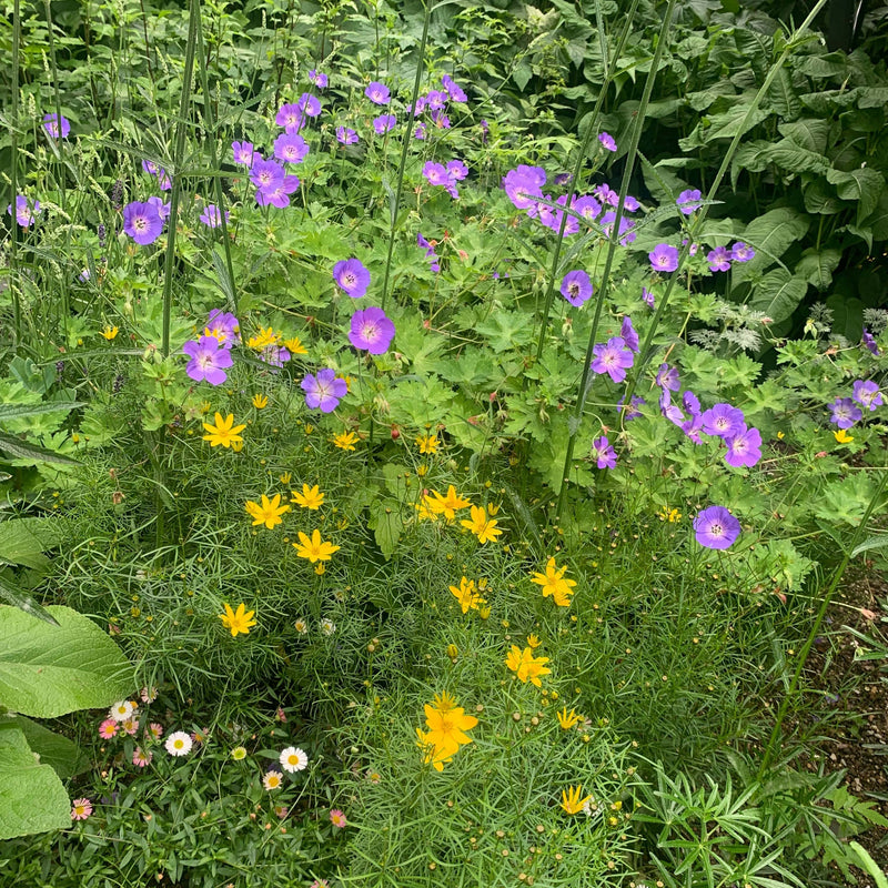 Meisjesogen zagreb en geranium Rozanne in de tuin met bloeiende muurfijnstraal 