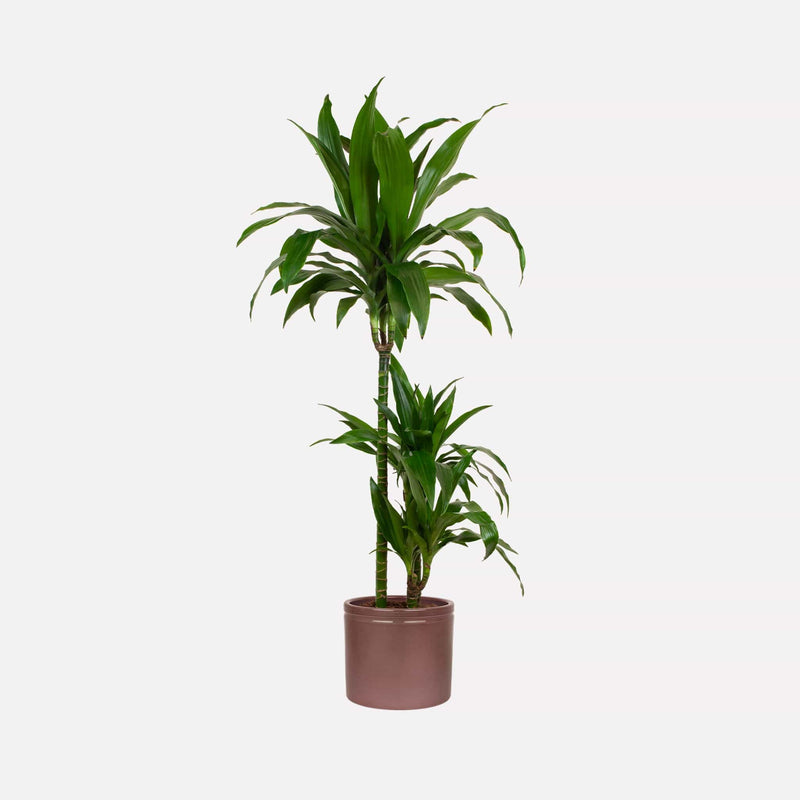 Merlot glanzend 23 Keramieken pot met Dracaena Janet Craig plant