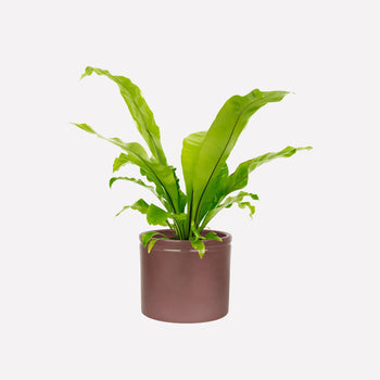 Merlot Glanzend Ø19