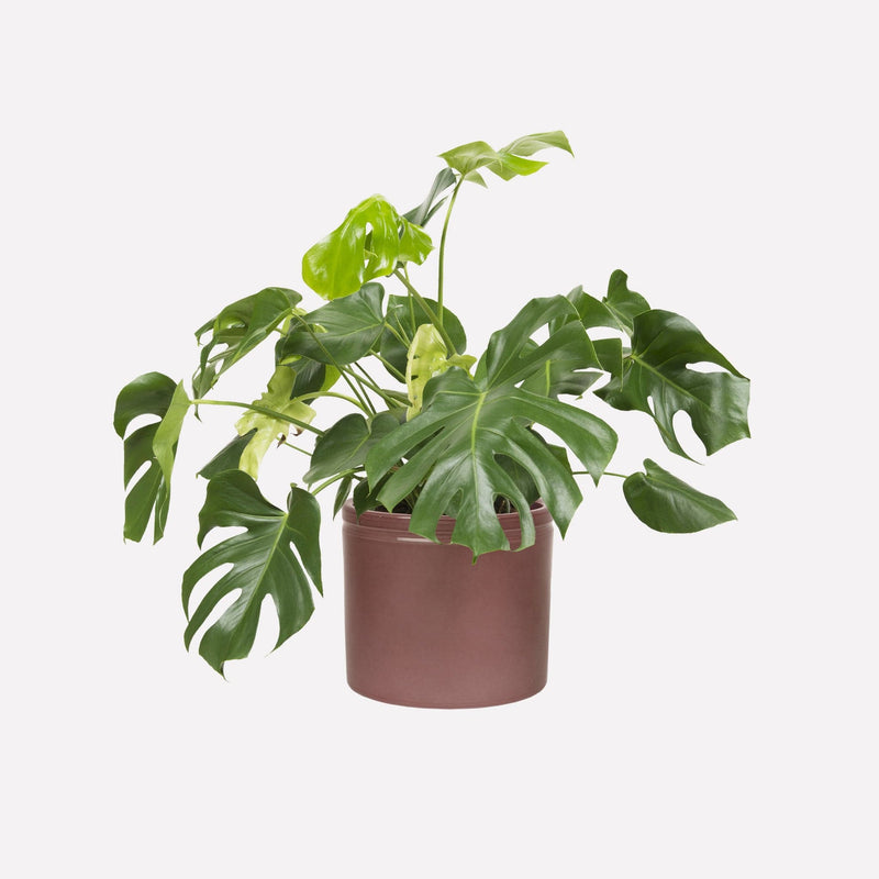 Merlot glanzend 27 Keramieken pot met Philodendron Monstera Deliciosa plant