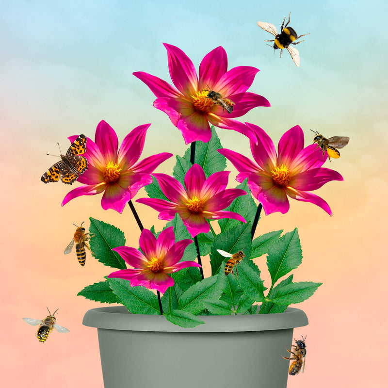 Moederdag pakketje dahlia op pot