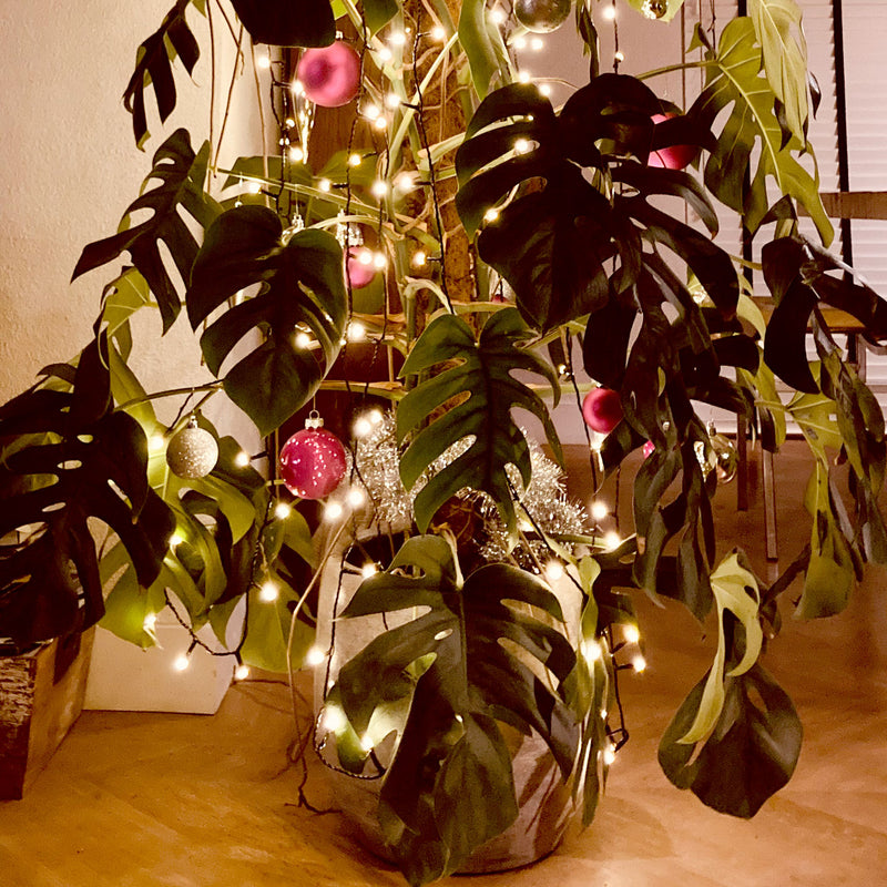 Philodendron monstera deliciosa versierd met kerstverlichting en kerstballen