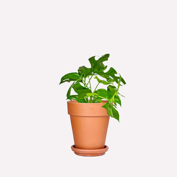 Monstera minima in pot 🎁