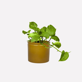 Mosterd Glanzend Ø14