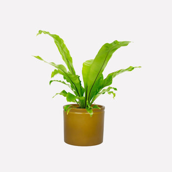 Mosterd Glanzend Ø19