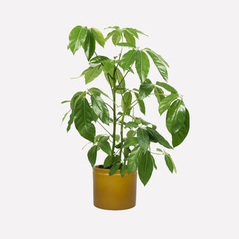 Mosterd Glanzend Ø23