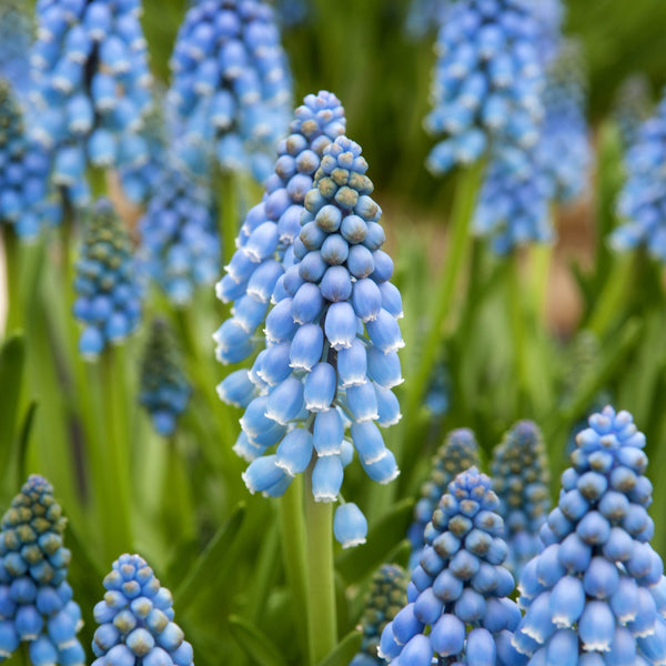 Blauw druifje Early Bird