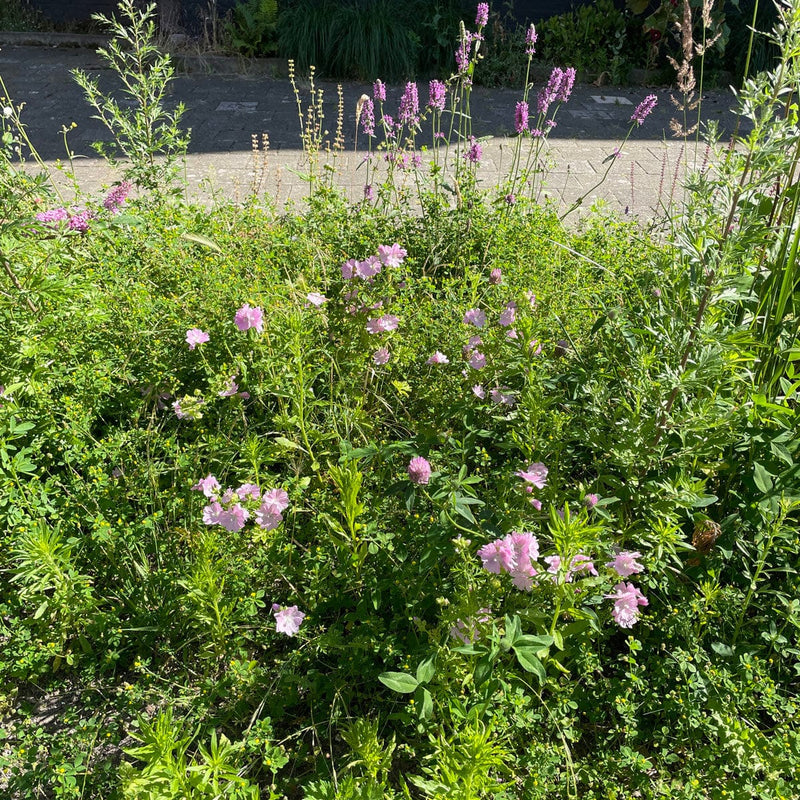 muskuskaasjeskruid in een tuin