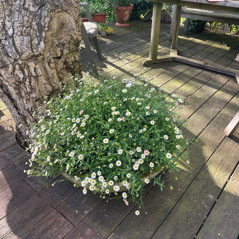 Muurfijnstraal in pot op terras
