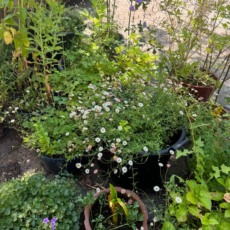 muurfijstraal in pot