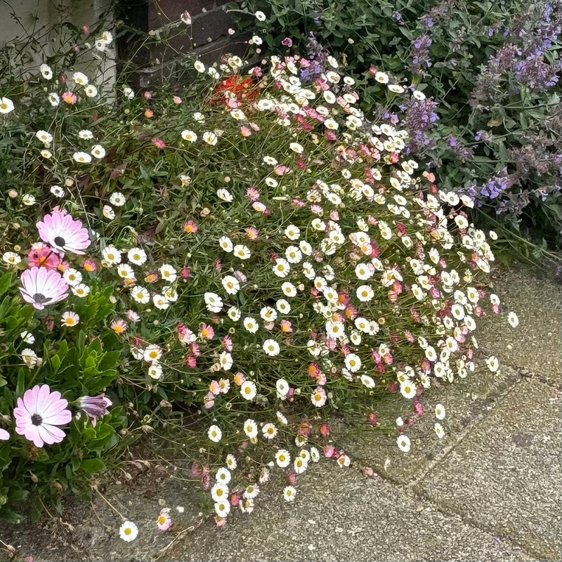 muurfijnstraal in geveltuin