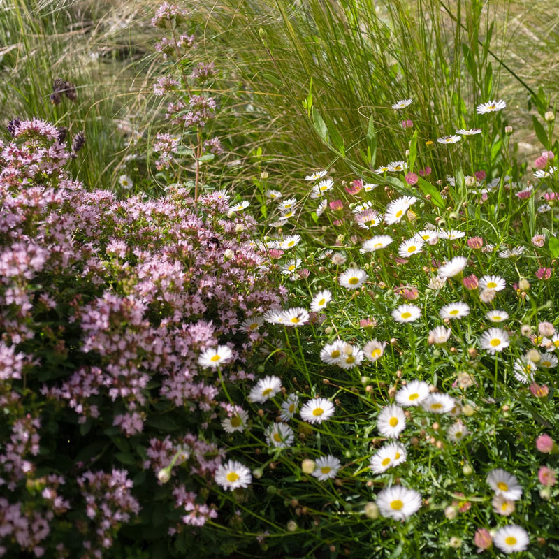 Muurfijnstraal in combinatie met wilde marjolein in een border