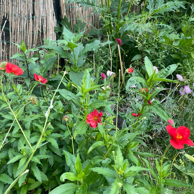 rode bloemen in een border in een tuin