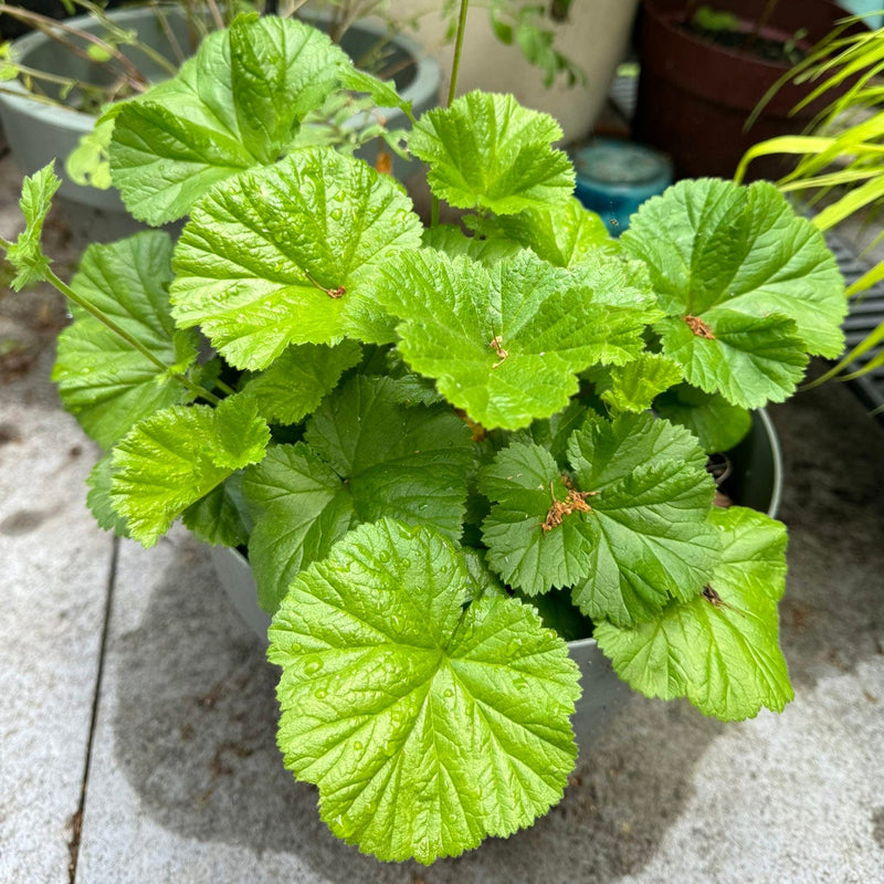 Nagelkruid borisii blad