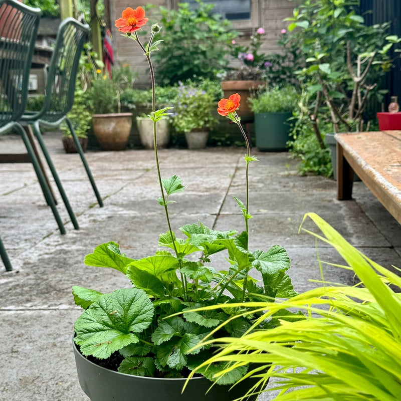 Nagelkruid borisii in pot in tuin