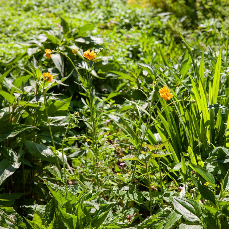 nagelkruid met gele bloem in een border