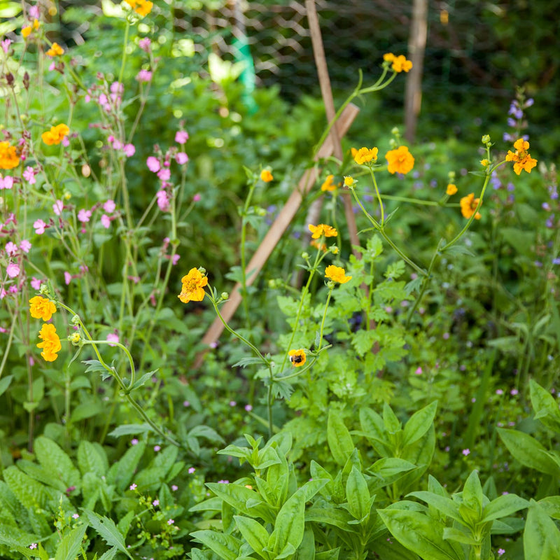 nagelkruid met gele bloem in een border