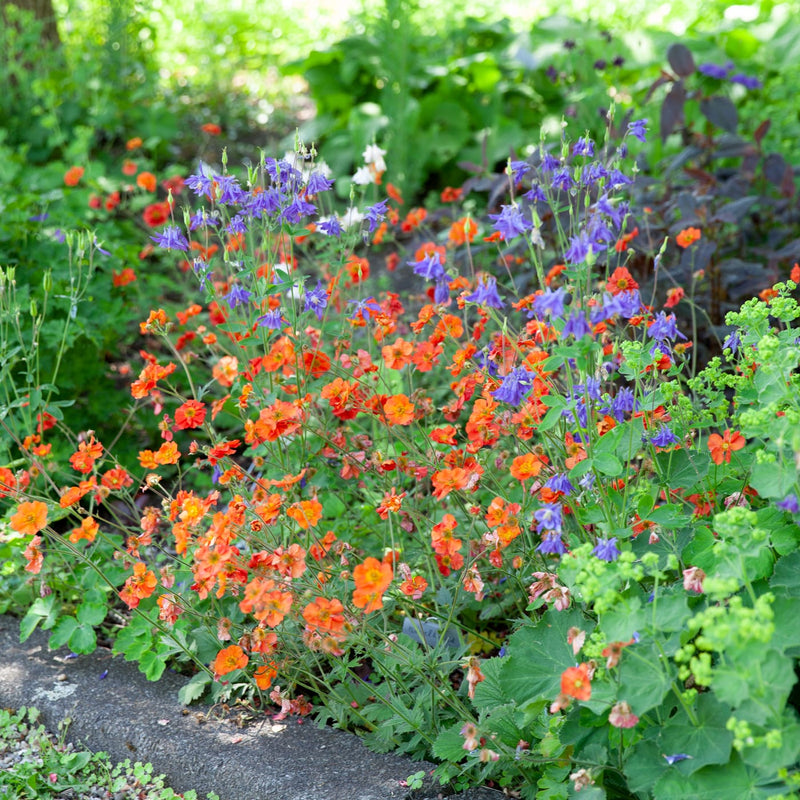 nagelkruid met diep oranje bloem in combinatie met wilde akelei in een border