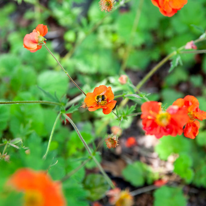 close up van nagelkruid met oranje bloem waar een hommel op zit