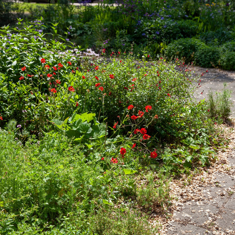 nagelkruid met rode bloem in een border