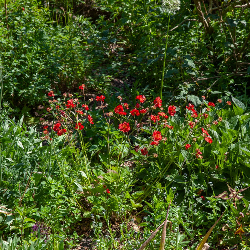 nagelkruid met rode bloem in een border