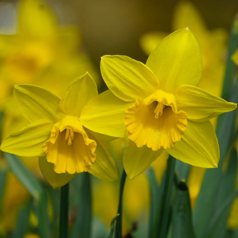 twee bloeiende bloemen van de Narcis Carlton 