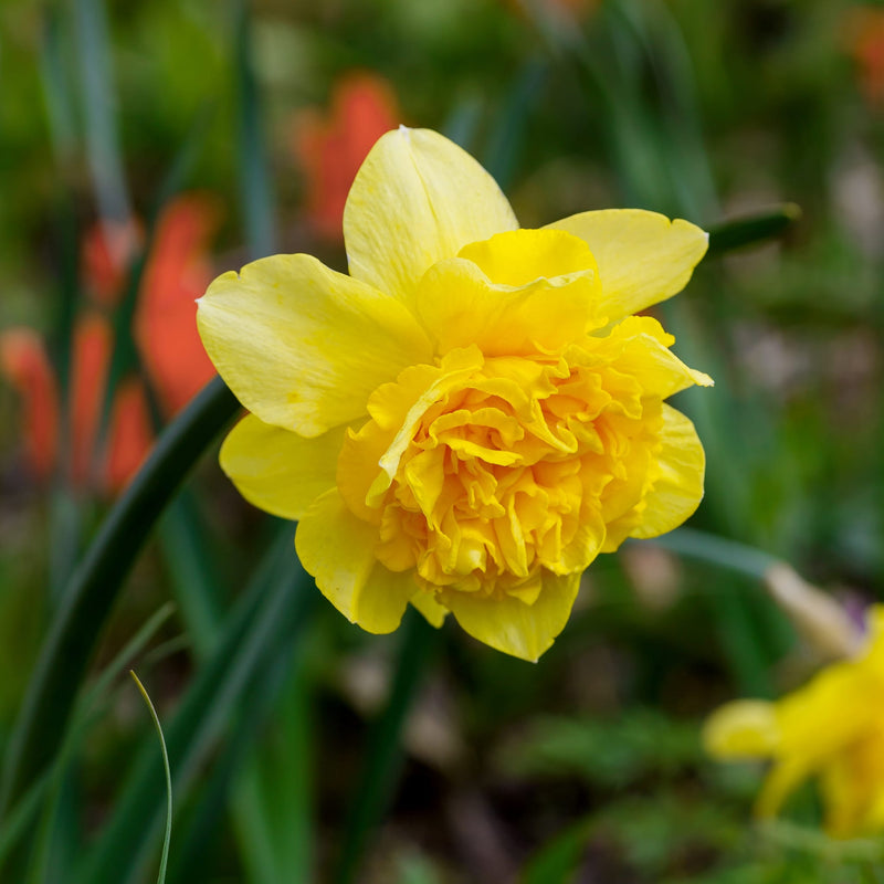 Foto van gele narcis Dick Wilden