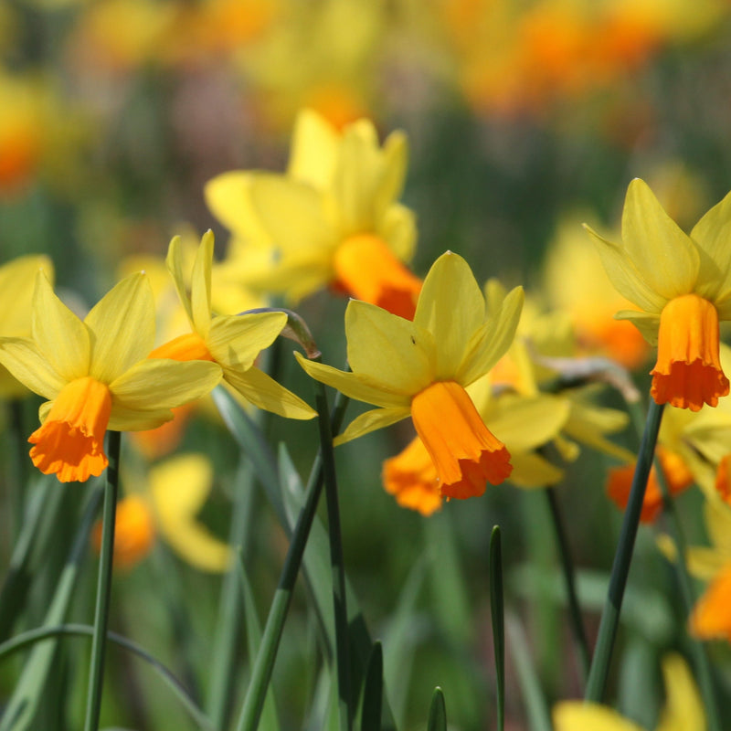 Hoge gele narcis met oranje toeter, biologisch gekweekt.