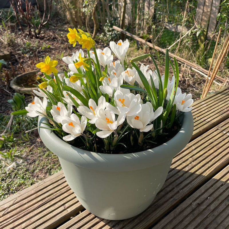 gele blomen met een oranje hart in een pot in combinatie met witte bloemen.