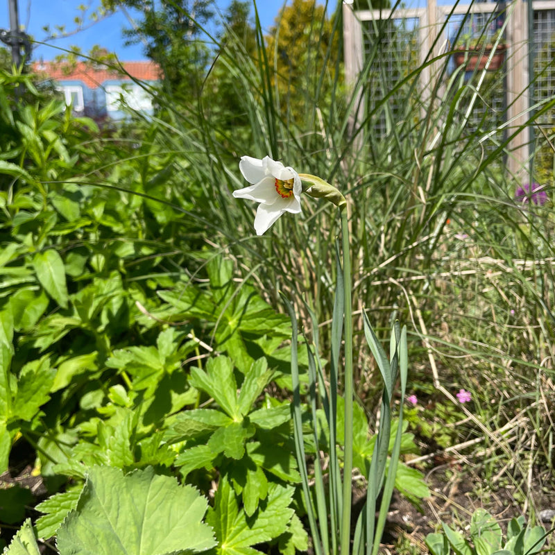 Witte narcis met rood en geel hart in een tuin
